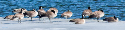 Geese basking on ice in Lake Estes  z P1080208