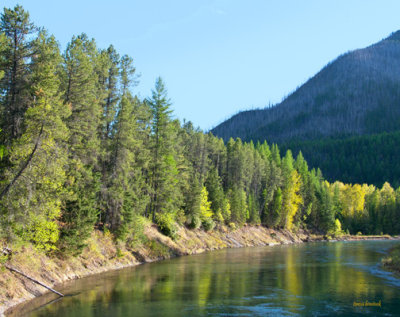 z P1080587 Trees in evening light along McDonald Creek in Glacier.jpg