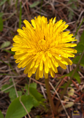 Flowers at SanSuzEd RV Park