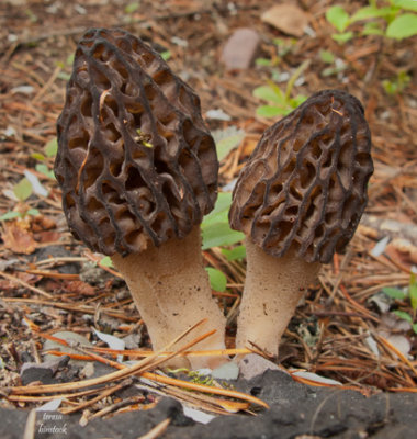 Morel mushrooms in nw Montana IMG_1240 .jpg