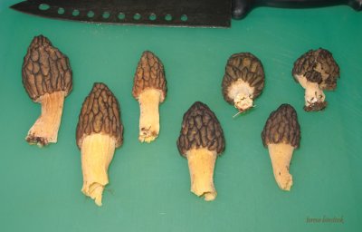 Morel mushrooms in preparation - nw Montana  IMG_1248