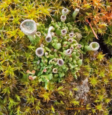 Moss species on rock in nw Montana - G9 macro - IMG_1266