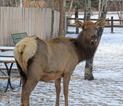 zz_MG_0315 Elk in yard.jpg