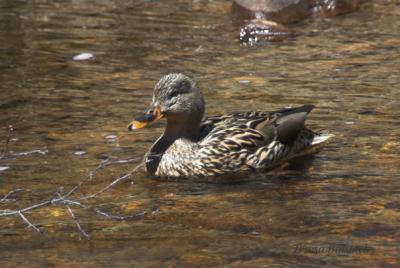 z_MG_0691 Duck female.jpg