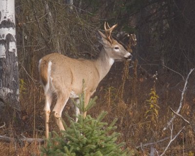 zP1020683 Deer in woods near North Fork of Flathead River.jpg