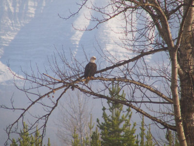 zP1020689 Eagle roosting near North Fork of Flathead River.jpg