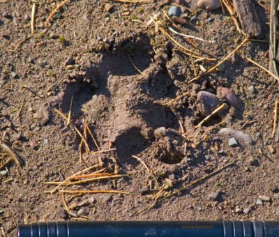 Animal tracks in Glacier National Park