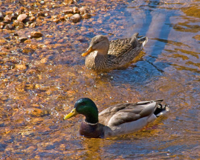 zP1040294 Ducks in dry-shallowed Big Thompson River in Moraine Park.jpg