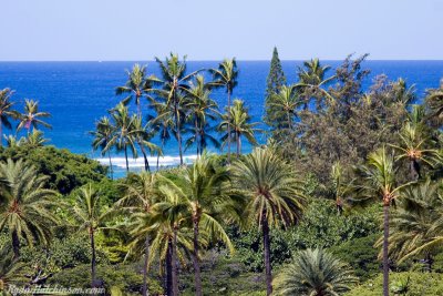 Hawaii43.jpg