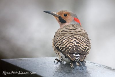 woodpecker.jpg