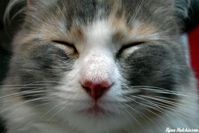 g3/32/580632/3/54409212.Kitty.jpg