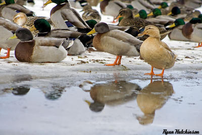 ducks3.jpg