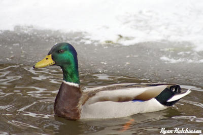 duck5.jpg