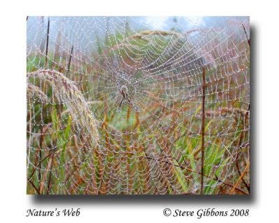 Natures Web