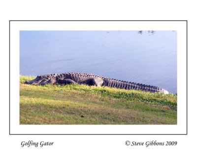 Golfing Gator