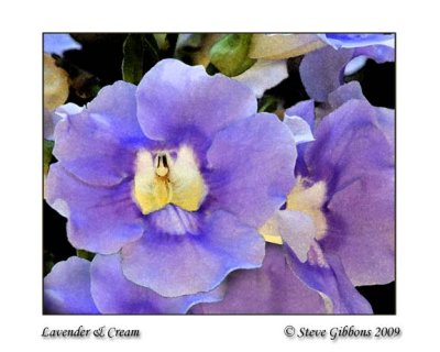 Lavender  Cream