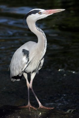 g3/32/617832/3/110578028.hYsmN5DT.jpg