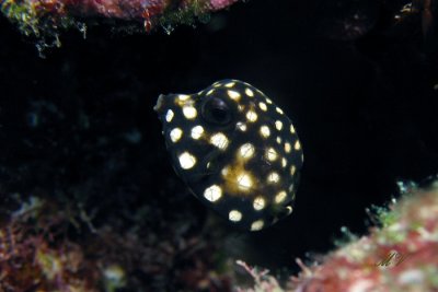 g3/32/617832/3/121493387.sAgS30Wo.jpg