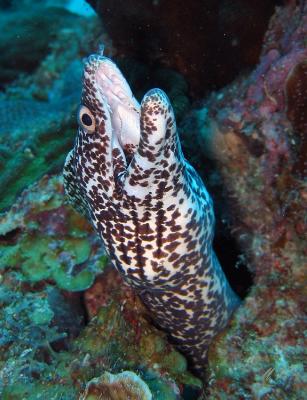 g3/32/617832/3/53846236.KopievanunderwaterbonaireIMG_3557.jpg