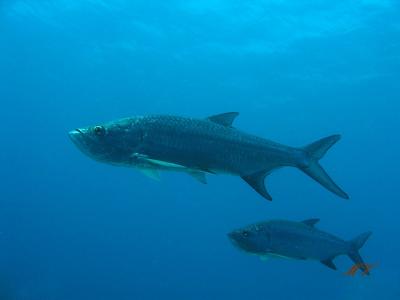 g3/32/617832/3/53846240.KopievanunderwaterbonaireIMG_3606.jpg