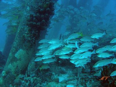 g3/32/617832/3/53846241.KopievanunderwaterbonaireIMG_3615.jpg