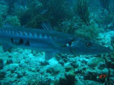 g3/32/617832/3/53846248.KopievanunderwaterbonaireIMG_4022.jpg