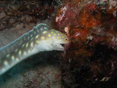 g3/32/617832/3/53846252.KopievanunderwaterbonaireIMG_4132.jpg