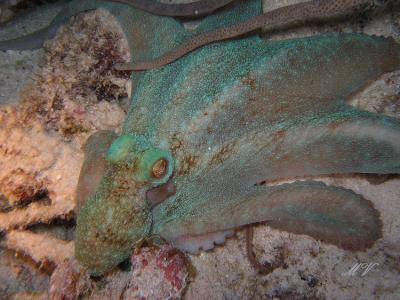 g3/32/617832/3/53846258.KopievanunderwaterbonaireIMG_4292.jpg
