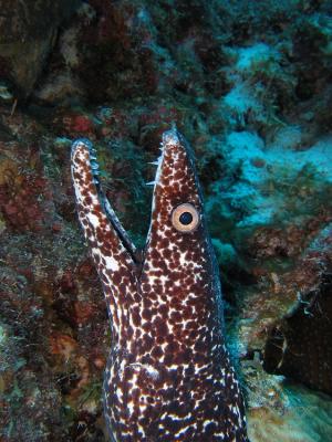 g3/32/617832/3/53846261.KopievanunderwaterbonaireIMG_4330.jpg