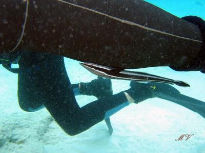 g3/32/617832/3/53846287.KopievanunderwaterbonaireIMG_4892.jpg