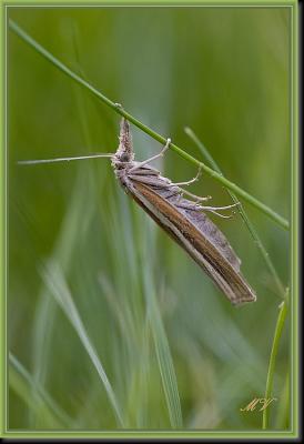g3/32/617832/3/54023461.insects2IMG_6880a.jpg