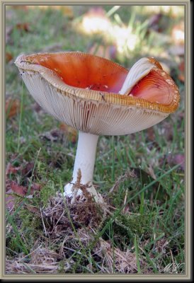 g3/32/617832/3/87813472.NyNmo7e0.jpg