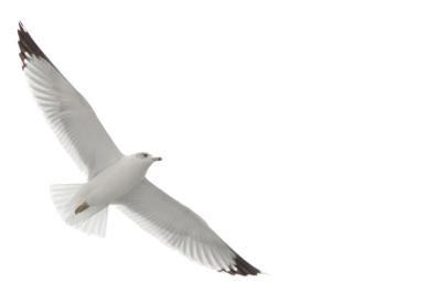 white on white