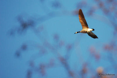 dsc_0131c-750.jpg