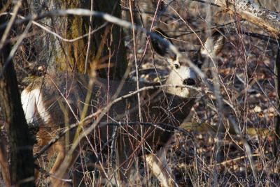 DSC_076c-750.jpg