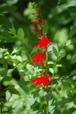 Cardinal Flower