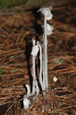 Indian Pipes Monotropa uniflora