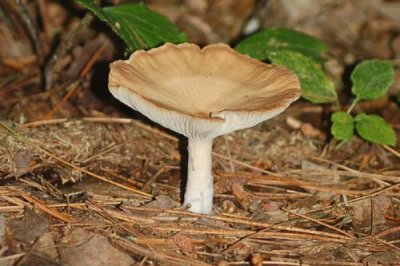 Forest Fungi Ampulloclitocybe clavipes