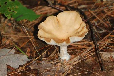 Forest Fungi 7.jpg