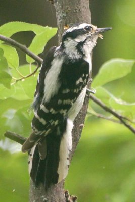 Downy Woodpecker 2
