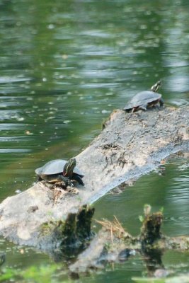 Turtles 1