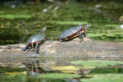 Midland Painted Turtles