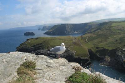 g3/32/633432/3/55263057.SeaGullatTingagel.jpg