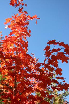 Sunny Red Leaves