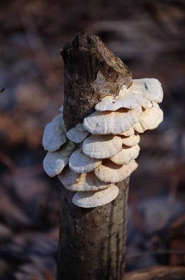 Fungi - Moodie Drive Nature Trail
