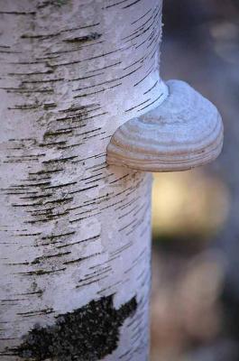 Birch Fungi - Moodie Drive Nature Trail