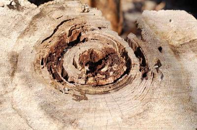 Tree Trunk Rings - Moodie Drive Nature Trail