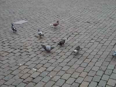 Grand Place - pigeons