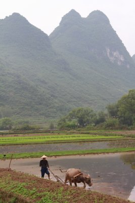 Peasant with water buffalo, rice paddies and karst in background
