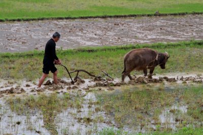 Ploughing rice paddies - Yulong river